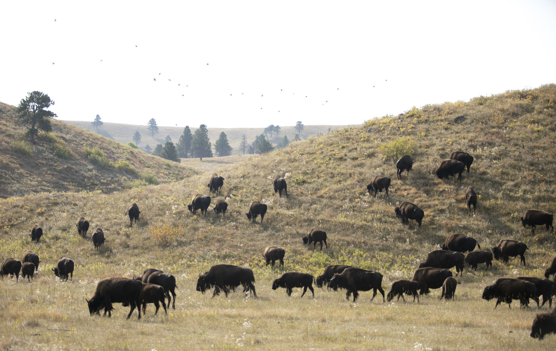 Buffalo Roundup Preview